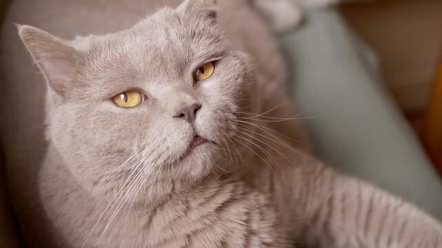 A close-up view of a lilac British Shorthair cat squinting its amber eyes while resting comfortably indoors on a soft surface. Concept of feline relaxation, sleepy pets, and lazy afternoon