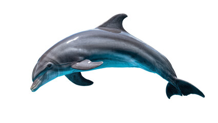 Sleek grey dolphin with blue glow, isolated on transparent background © Iura
