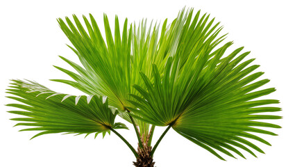 Lush green palm fronds fanning out, isolated on transparent background © Iura