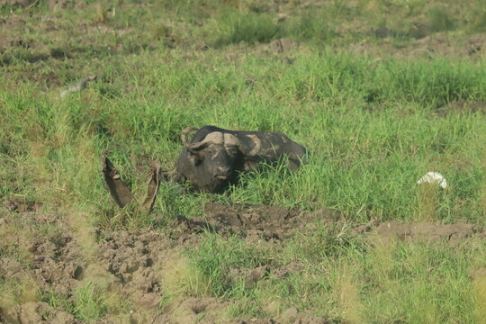 Bufalo