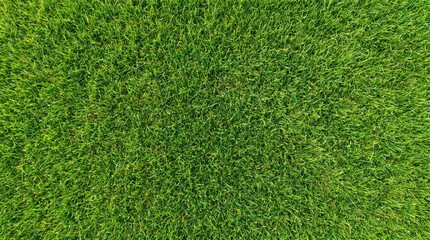 Fototapeta premium Fresh Green Grass Lawn Texture Background – Top View Natural Turf Pattern