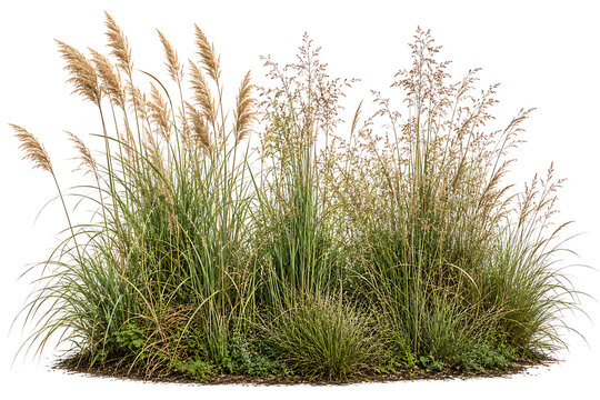 A thick tuft of wild ornamental feather reed grass and native field shrubs growing out of soil isolated on a clean white background.