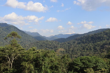 Naklejka premium Bwindi Forest Uganda