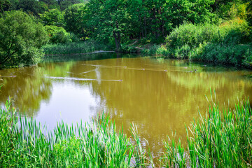 Fototapeta premium A scenic view of wild ducks swimming in a forest pond in Belgorod, Russia. For travel brochures, environmental websites, or local nature park signage. Peaceful summer landscape in the region