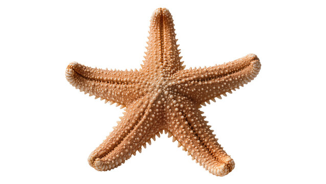 Detailed orange starfish with textured spiny arms, isolated on transparent background