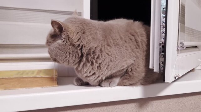 A grey British Shorthair cat with amber eyes sits on a white windowsill next to an open window with blinds. Concept of pet behavior, domestic animal companionship, and indoor cat curiosity.