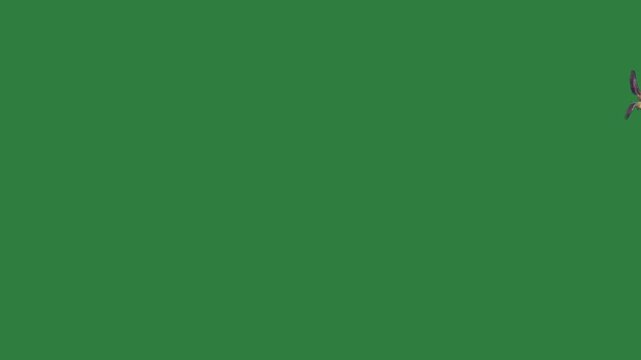 Flying Cat Three Animated Green Screen Chroma Key Background