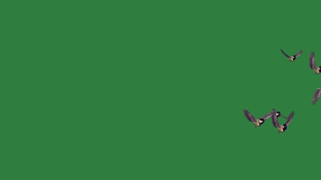 Flying Cat Some Animated Green Screen Chroma Key Background
