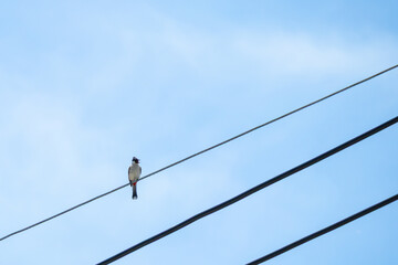 Obraz premium A red whiskered bulbul bird perched on electrical wires against a bright sky