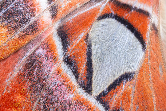 Macro texture of a giant atlas moth wing with orange and black patterns