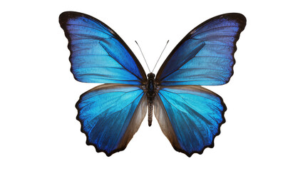 Vibrant blue morpho butterfly with intricate wing patterns, isolated on transparent background © Denis