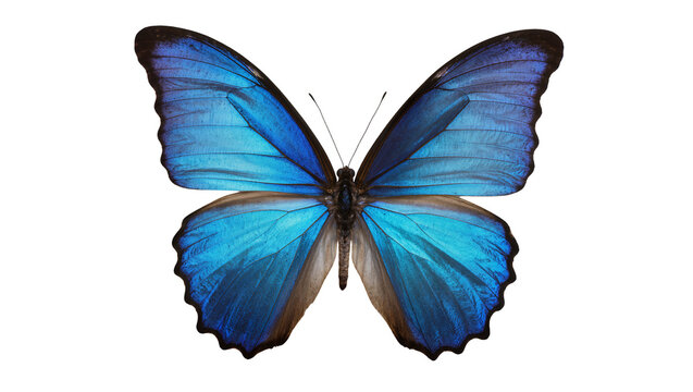 Vibrant blue morpho butterfly with intricate wing patterns, isolated on transparent background