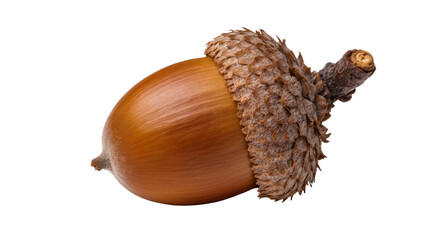 Brown acorn with textured cap and stem, isolated on transparent background © Denis