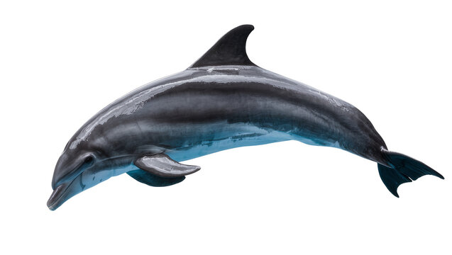 Sleek grey dolphin with blue undertones, isolated on transparent background
