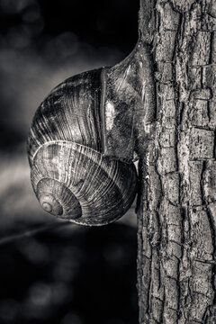 Roman snail Helix pomatia on tree bark black and white macro close-up, spiral shell fine art monochrome nature photography, wildlife and ecology.