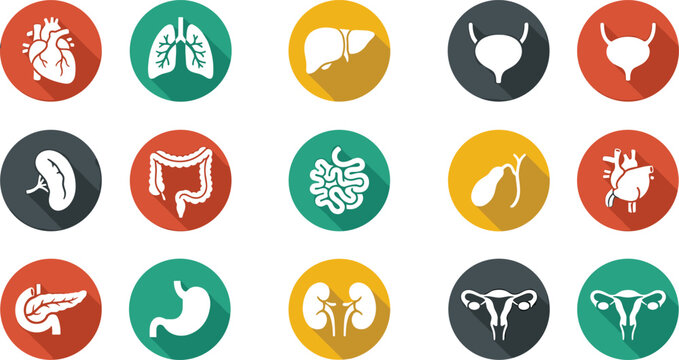 Set of Human Internal Organs Icons in Flat Vector Style.