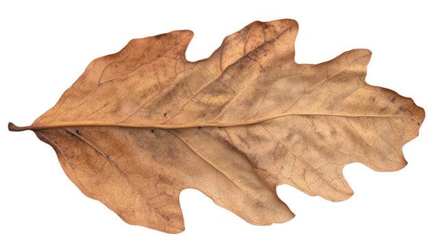 Dry dead autumn leaf on transparent background, crisp brown and orange foliage element with rustic texture for seasonal nature