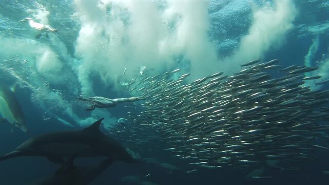 Cape gannet catching fish underwater with dolphins during sardine run in South Africa