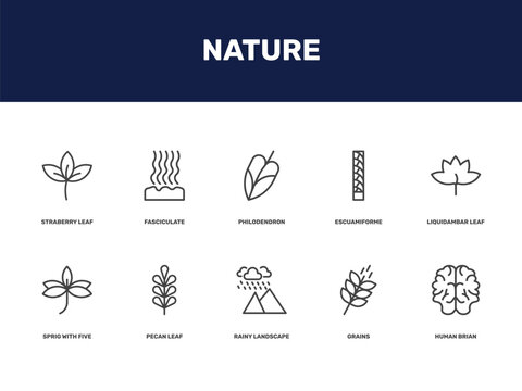 nature icon set with straberry leaf, fasciculate, philodendron, escuamiforme signs in flat outline style