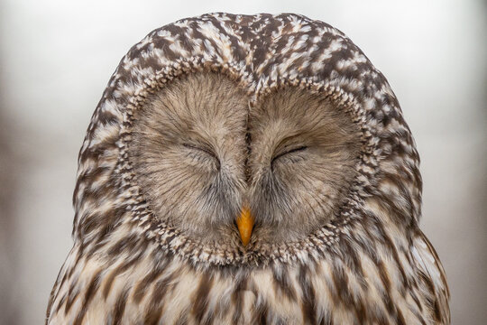 Ural owl, strix uralensis