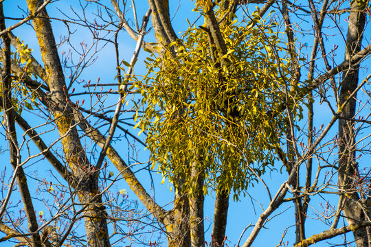 large, dense cluster of green mistletoe growing high up on the bare, budding branches of a deciduous tree against a clear, bright blue sky