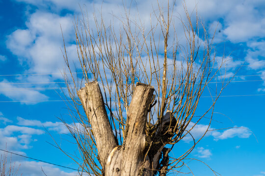 thick, pollarded tree trunk with major limbs cut straight across, sprouted with numerous thin, bare branches reaching upward against a vibrant blue sky
