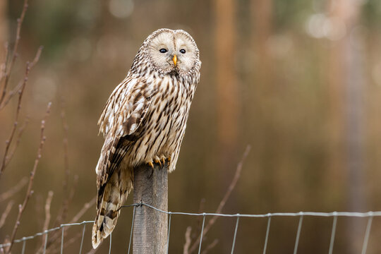 Ural owl, strix uralensis
