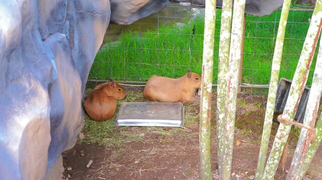 Two capybaras resting in enclosure with green grass