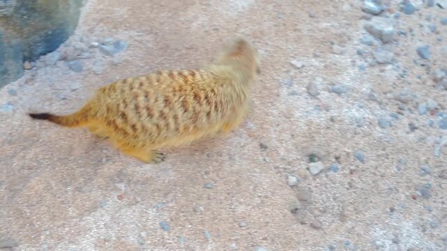 Brown pufferfish on sandy beach