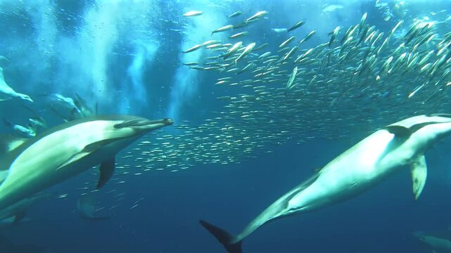 Cape gannet hunting underwater with dolphins around bait ball during sardine run South Africa