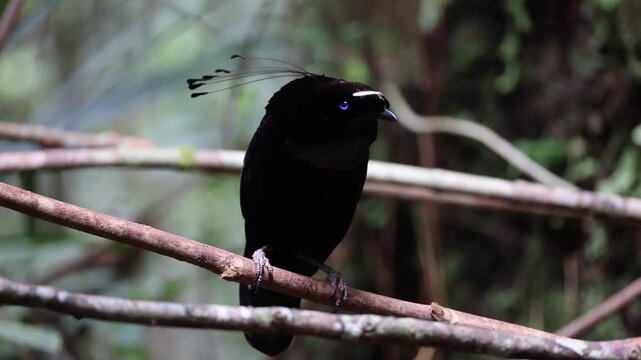 The western or Arfak parotia (Parotia sefilata) is a medium-sized, approximately 33 cm long, bird-of-paradise with a medium-length tail.