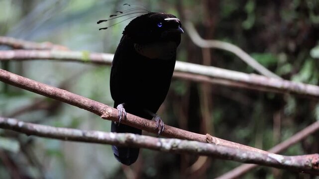 The western or Arfak parotia (Parotia sefilata) is a medium-sized, approximately 33 cm long, bird-of-paradise with a medium-length tail.