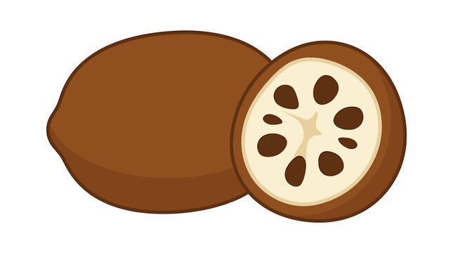 Illustration of a whole and halved sapote fruit with brown skin and creamy white interior with dark seeds