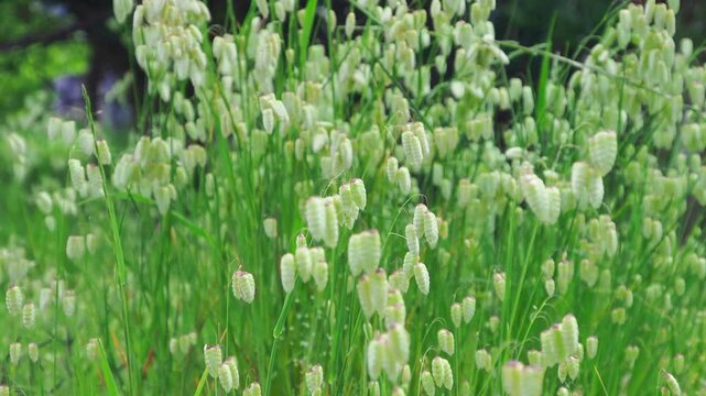 風に揺れるコバンソウ