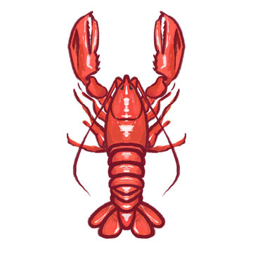 Transparent PNG Cayon lobster animal crustacean 