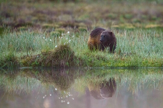 Wolverine, Gulo gulo in eastern Finland