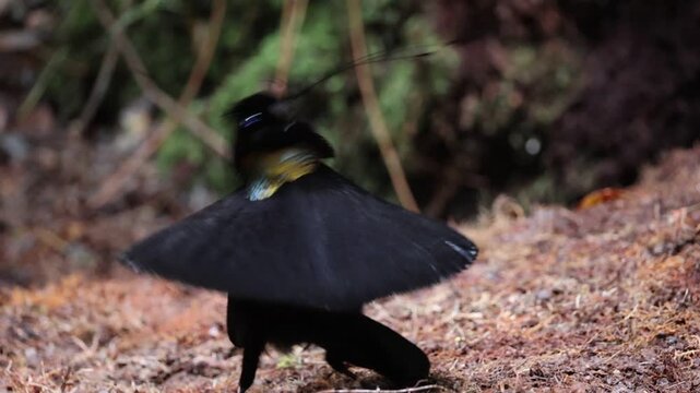 The western or Arfak parotia (Parotia sefilata) is a medium-sized, approximately 33 cm long, bird-of-paradise with a medium-length tail.