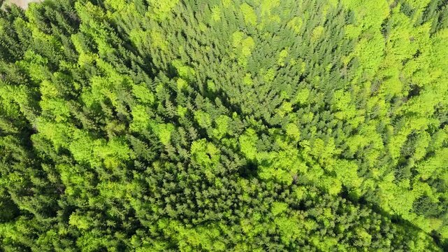 Aerial Top-Down Drone View of Lush Spring Forest Canopy with Forest Road and Clearing
