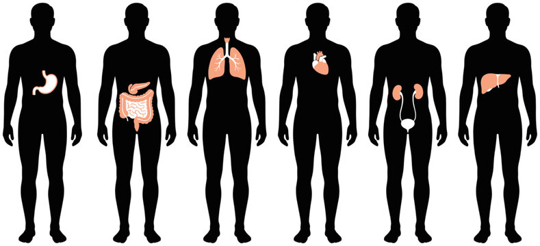 Set of six human body silhouettes with highlighted internal organs.