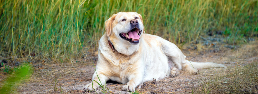 Labrador retriever dog lying on a field in summer at sunset