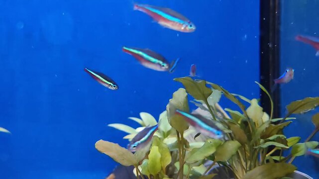 close-up tiny tropical fish moving in clear aquarium water against blue backdrop, fluid motion and peaceful underwater environment. marine life content, relaxation visuals, hobby aquarium concepts