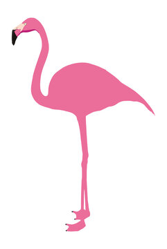 Minimalist pink flamingo vector illustration featuring an exotic tropical bird stylized in a clean flat  aesthetic design. Isolated on a transparent background for summer wildlife graphics.