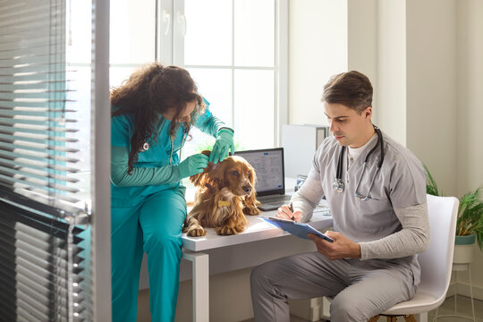 Veterinarian examines cocker spaniel dog during checkup. At the clinic, vets update records, assess symptoms, and plan routine examination care. Clear concept of pet healthcare.