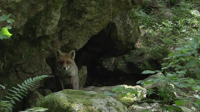 Red Fox in Summer Coat Foraging in the Lombard Orobie Alps, Italy