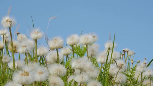 White fluffy inflorescences of mother and stepmother on a summer meadow field under a blue sky.