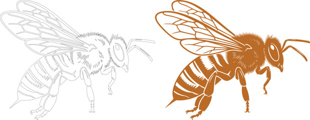 Fototapeta premium Bee illustration with line art and color variation silhouette