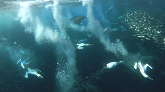 Cape gannets and common dolphins feeding around bait ball during sardine run South Africa