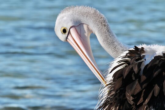 Australian pelican preening feathers close up portrait with blue water background and detailed feathers
