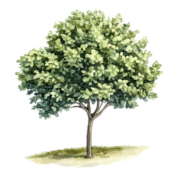 Plane Tree, realistic watercolor illustration vector, isolated on a white background.