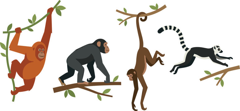 Flat Style Primate Vector Set with Orangutan, Chimpanzee, Spider Monkey, and Lemur on Tree Branches for Wildlife and Nature Designs